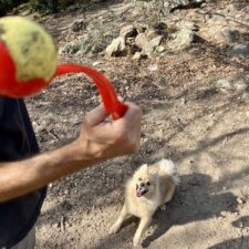 Ball Thrower for Dogs